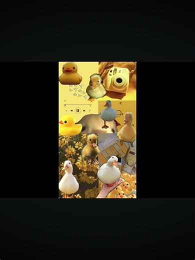 Duck wallpapers! #funny #trending #duck #wallpapers
