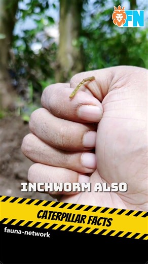 Why This Caterpillar Walks Like It's Measuring the Ground! 📏🐛 #shorts #animals #bugs