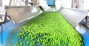 Industrial production of peas in food processing plant. Transport peas grain on a conveyor for processing in food factory