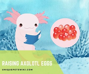 Raising Axolotl Eggs: Complete Guide for Beginners