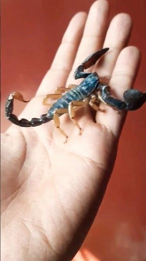 Indian red scorpion 🦂 #indianredscorpion #wildlife #redscorpion #animals #insects #facts #scorpion