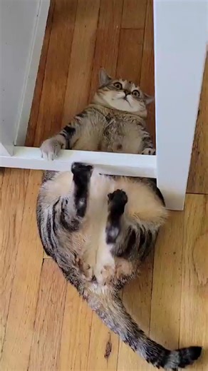 726K views · 14K reactions | Least coordinated cat ever  #afv #cats #funnyvideos | America's Funniest Home Videos | Facebook