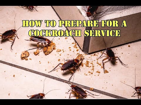 How to prepare your home for a professional Cockroach service
