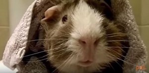 Man interviews his guinea pig