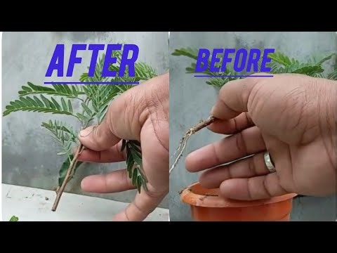 Tamarind Plant Cutting Se Chara Kaise Banaye | Imli Tree Propagation Full Guide 🌱