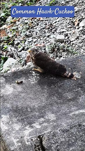 Common Hawk-Cuckoo (Hierococcyx varius) Chick Crying for Food #cuckoobird #birdiemoments #birdies 🐦
