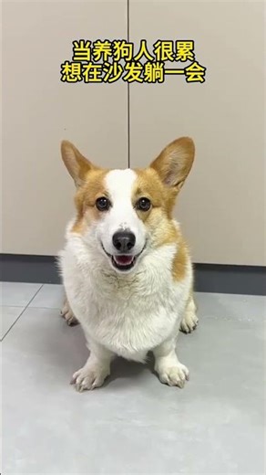 When Tired Dog Owners Crash on the Couch - Corgi Edition