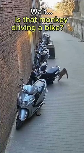 CCTV Catches a Monkey Rolling a Motorcycle! 🐒🏍️ | Hyper-Realistic Footage”
