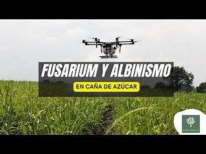 Fusarium y Albinismo en Caña de Azúcar Silicio 🎋 Ricardo Rivas Control - enfermedades de la caña 🎋