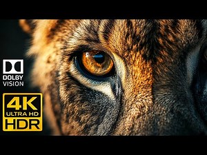 WORLD’S MOST IMPRESSIVE 4K HDR – Dolby Vision™ Ultra HD