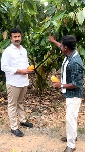 1.9M views · 31K reactions | Dr Thummala Yugandhar Multi Farming #rythubadi #agriculture #cocoa #arecanuts #pepper | Rajender Reddy | Facebook