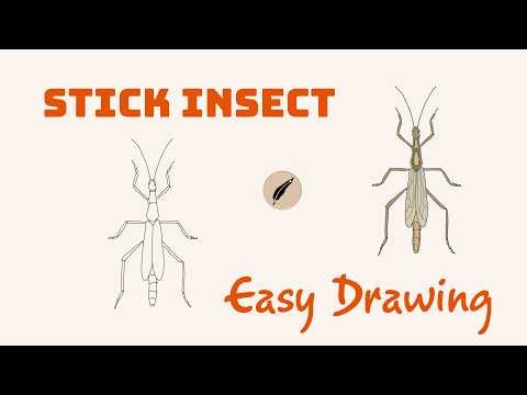 How to Draw a Stick Insect 🦗 Easy Insect Drawing Tutorial for Kids & Beginners #lidoartworks