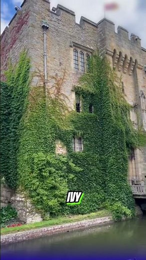 What Happens When Ivy Takes Over Your House?