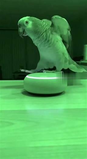 Parrot Night Dance Party | Hilarious Late-Night Cam Footage