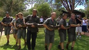 Obří krajta držela loni dietu, dostala jen tři kozy místo deseti - Novinky