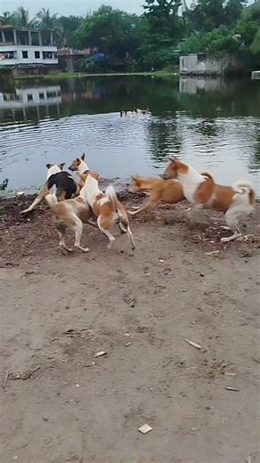 One Dog vs a Pack of Strays #dogpack #straydogs #streetdogs #natural #ytshorts