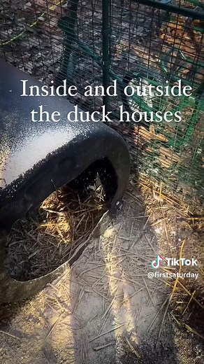 First Saturday Lime on TikTok