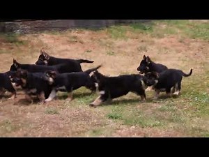 German Shepherd Puppies For Sale