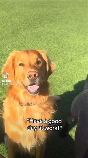 Sometimes we like to joke that our regulars would do well at this job. There is so much that dogs can do to help us out with day to day. Maybe just not so much the cleanup! | All Pro Dogs K-9 Corral