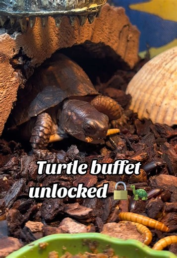 When your turtle eats like a king… because you run your own mealworm factory 👑🐛😂 Welcome to The Bug Factory, where the mealworms never stop and the beetles clock in 24/7! 😆 I’ve been raising my own colony, and now my eastern box turtle can snack all he wants without me ever running out. Fresh worms, happy turtles — honestly, it’s the perfect system. 🐢✨ If you’ve ever wanted unlimited snacks for your reptiles… this is the way. 😎🐛 @The Bug Factory @Hatching Time #Mealworms #bugfactory #Rept