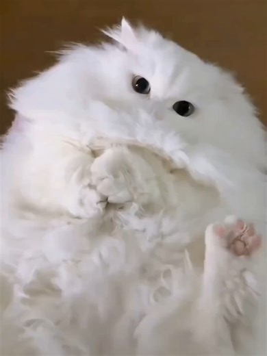 CAT CODE #cat #แมว #animals #funny #cute