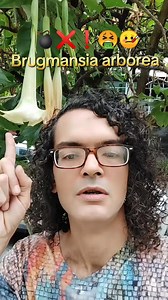 La Brugmansia arborea florece como un susurro de los Andes... bella, hipnótica, ancestral. Pero su hermosura esconde un poder que durante siglos fue reservado para los rituales más profundos y sagrados de los chamanes. Conocida por muchos como “flor del diablo” o “trompeta de ángel”, esta planta ha sido usada en culturas originarias para entrar en estados visionarios y conectar con mundos invisibles. Pero atención: su magia es peligrosa. Sus alcaloides tropánicos —como la escopolamina y la atrop