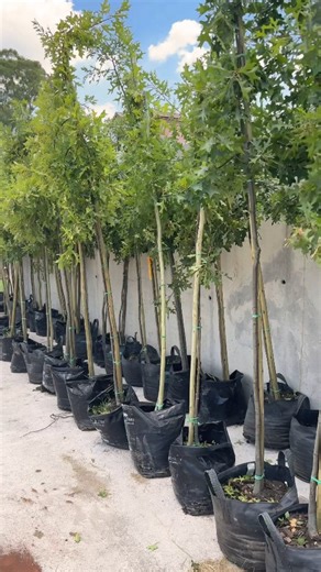 This year, we’re adding another 100 beautiful oak trees to our farm! These trees join the 100 new trees we planted last year, continuing a tradition of nurturing the land that has been at the heart of Irene Farm since its founding. As some may or may not be aware, the Irene area, including the farm is suffering from the Polyphagous Shot Hole Borer (PSHB). It is an invasive beetle that has no natural predators and unfortunately, kills English Oaks and London Plane trees once infected with them. I