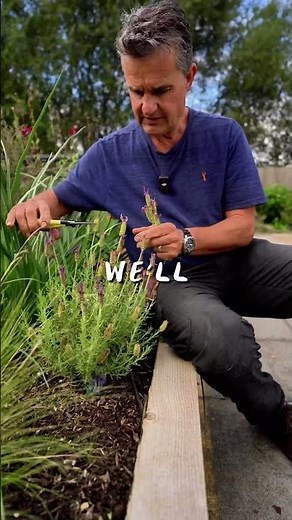 Trimming Back Lavender