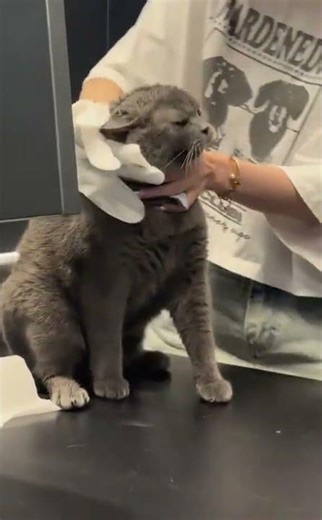 @zhanghan.space: wawo~wawo~wawo #cat #catlover #kitty