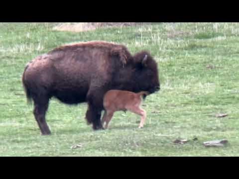 Wildlife Wonders Bison Calf