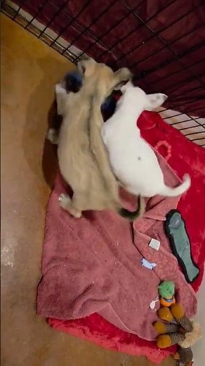 Video of adoptable pet named Ziggy, a chihuahua puppy