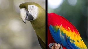 Dogs can see more than just black and white — this is how the world looks to them. | Insider Tech