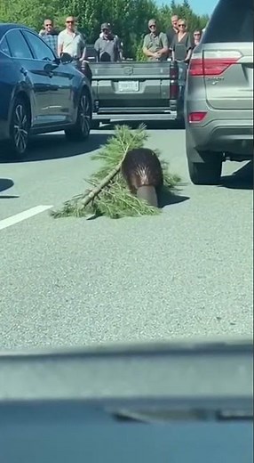 I Was Stuck in a Traffic Jam… and Witnessed an Amazing Street Performance #traffic #streetart #viral