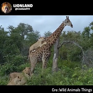 650K views · 7K reactions | Wildlife Brave Giraffe Kick Five Lion To Save Baby. | Lionland | Facebook
