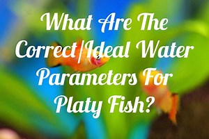 Ideal Water Parameters For Platy Fish - Fish Keeping Guide