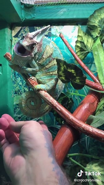 Chameleon Feeding: A Colorful Terrarium Interaction
