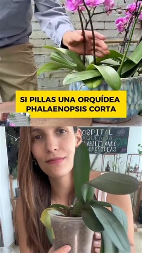 Y así otro video promesa se unde en su propia mentira antes de siquiera poder probarlo 🫠 Existen miles de videos con promesas milagrosas para crecer orquídeas hermosas pero la realidad es que la mayoría son estafa :( solo respetando el ritmo natural de su proceso es que las veremos crecer y florecer . Encuentra todo lo que necesitas para cuidar a tus orquídeas aquí https://exquenda.com.mx #exquenda #orquideas #cuidadodeorquideas #desmintiendotiktoks | Exquenda