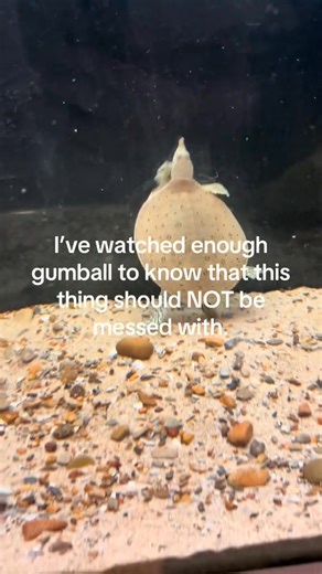 10K views · 32 reactions | There was a storm outside and all the animals were going crazy #fyp #fypシ #gumball #tawog #darwin #fypage #turtle #fypシviral #viral #viralvideo #scary #viraltiktok #wow | Nature of animal | Facebook