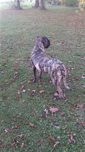 Brindle Cane Corso Mastiff vs small tree