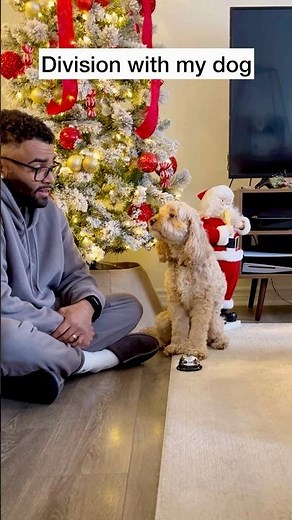 Mini Cockapoo Uses a Bell to Answer These Math Questions 😳