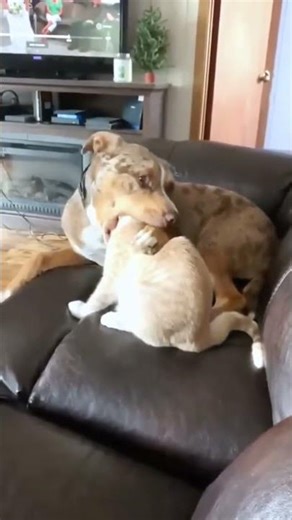 Cat chases a bug, loses it and panics 🤣🐱 #cat #fyp #Funny #viral #funnyvideos