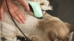 High-angle view of unrecognizable pet hairdresser shaving domestic cat hair from hair trimmer at pet salon. Lovely cat getting new haircut in professional grooming salon. Shooting in slow motion.