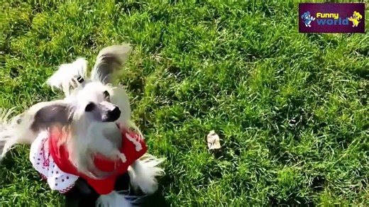 Speaking dogs Compilation 2015 Funny dog Videos HD 720p