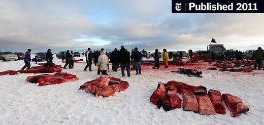 With Powerboat and Forklift, a Sacred Whale Hunt Endures (Published 2011)