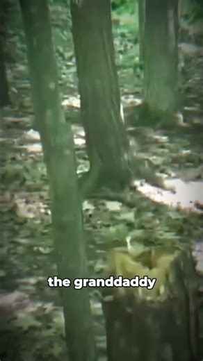 Nightmare Forest Encounters - Real Footage You Weren’t Meant To See