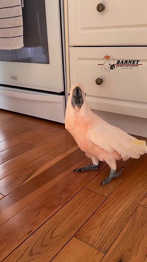 Makin’ a Mess! This is Fun!! 😂😂 #barneythewestcoastcockatoo