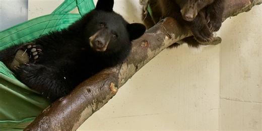 2 orphaned bear cubs arrive at the Cincinnati Zoo
