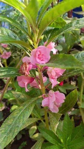 🧿🌹🌞#love #natureflowers #thottam #flowers