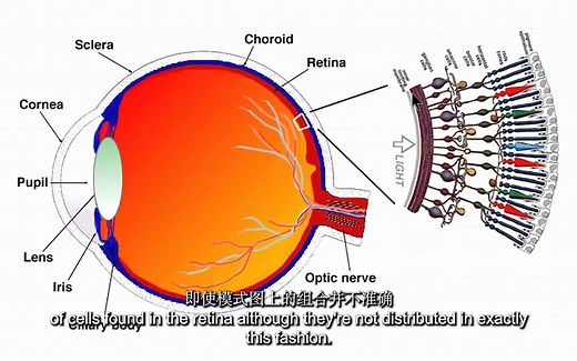 视觉通路：神经解剖学视频实验室「脑解剖」