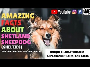Amazing Facts About Shetland Sheepdog (Sheltie Facts) | Shetland Sheepdog Facts | Animals Addict